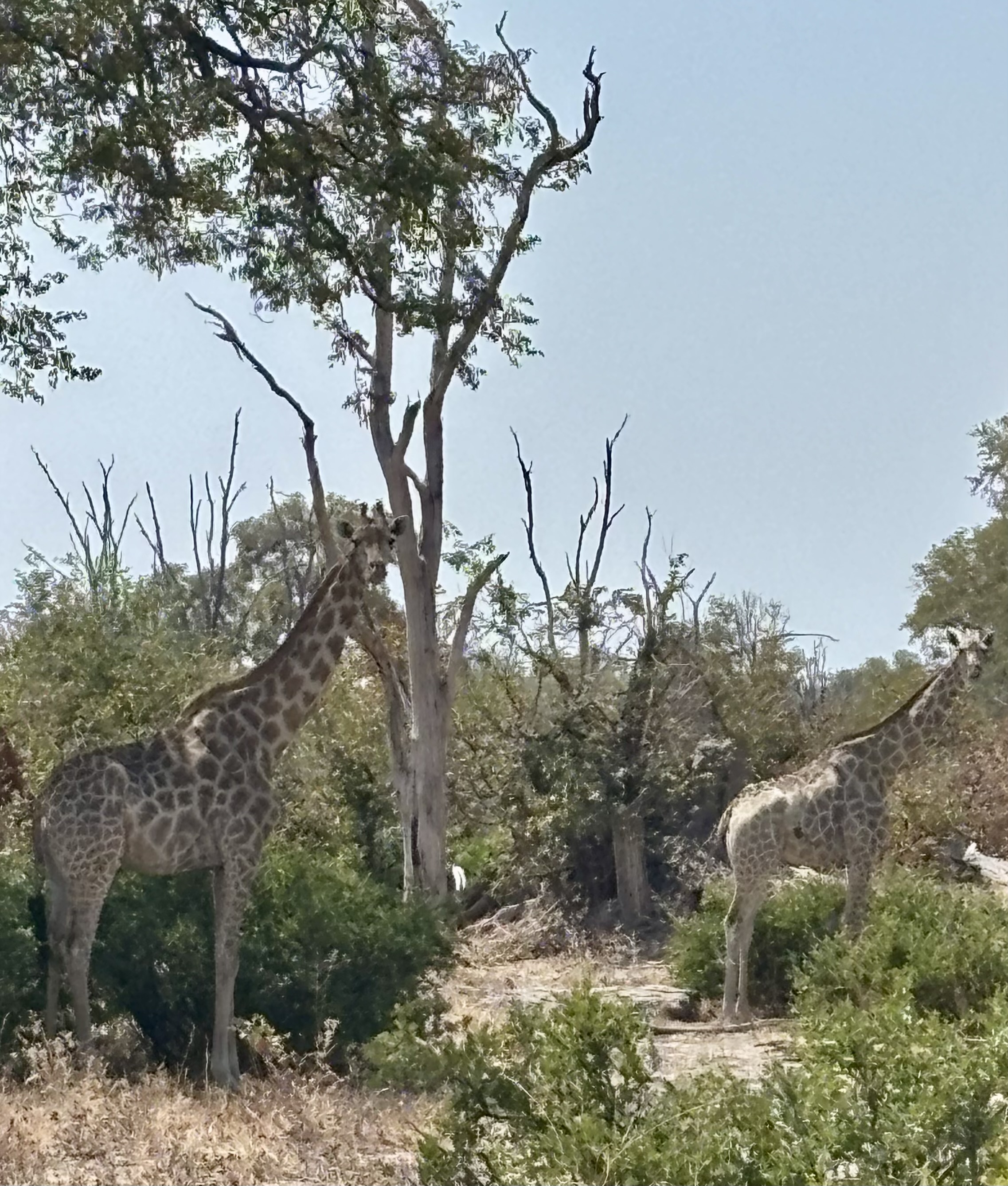 Botswana 2025
