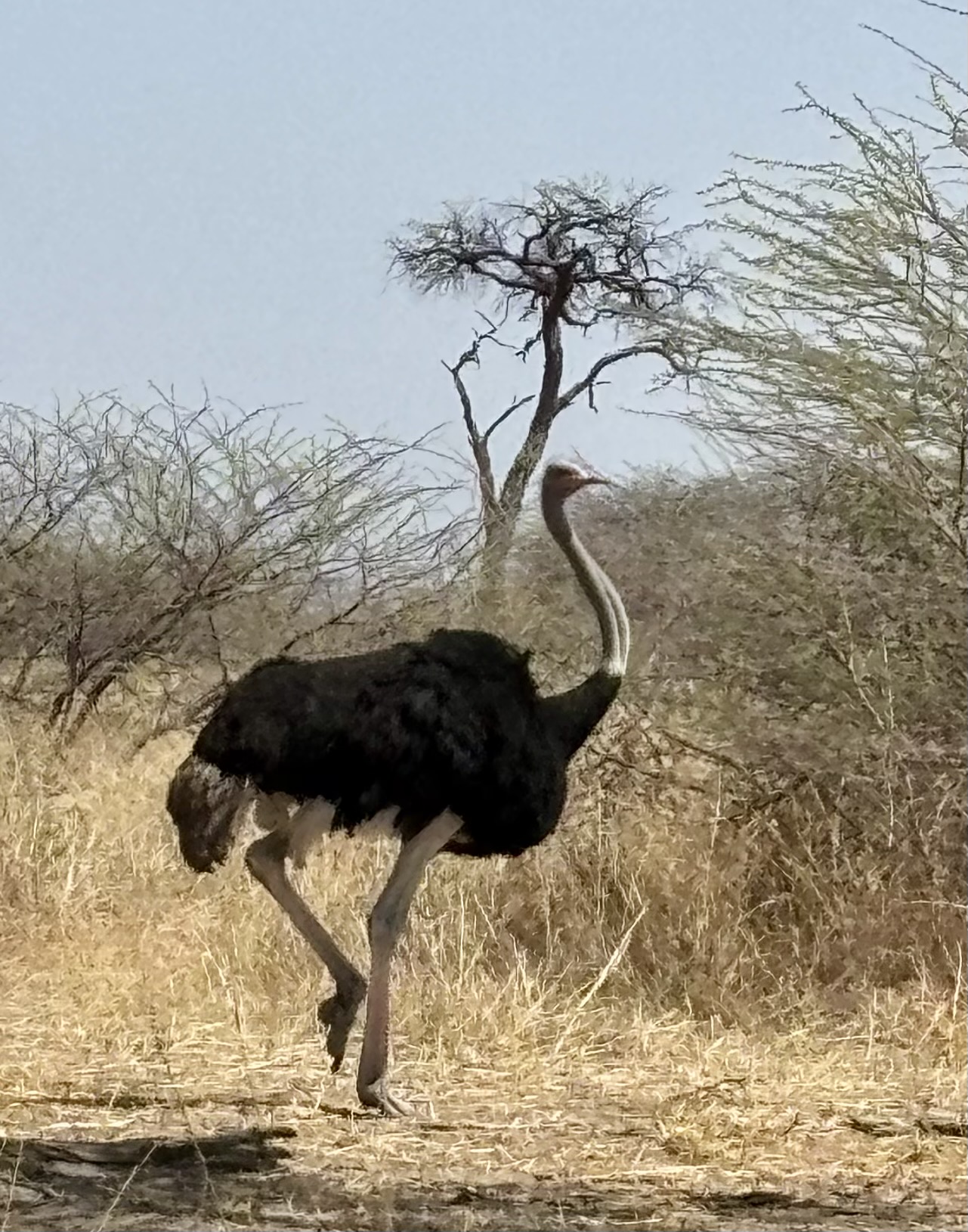 Botswana 2025