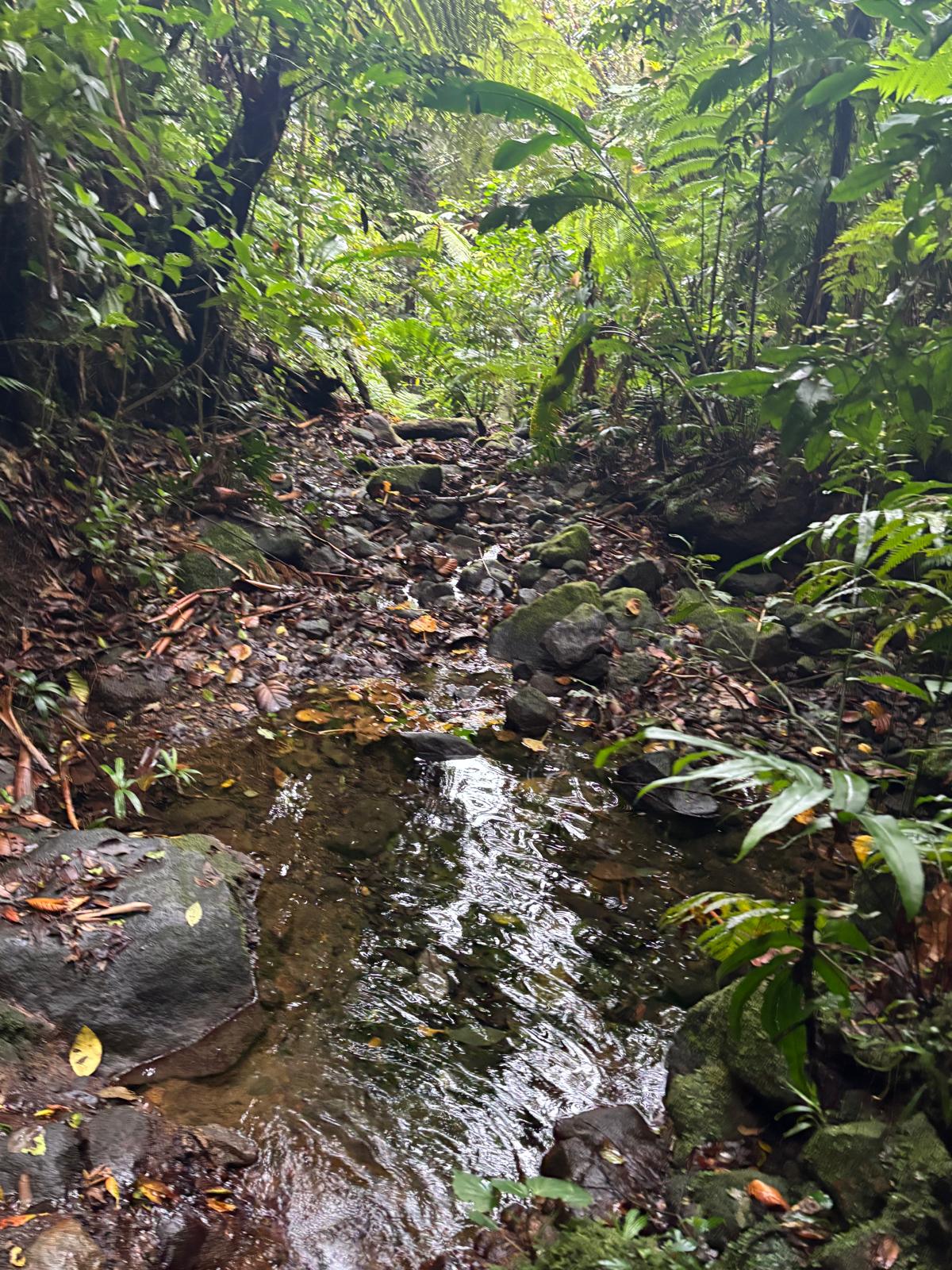 Guadeloupe + Terre de Bas 2026