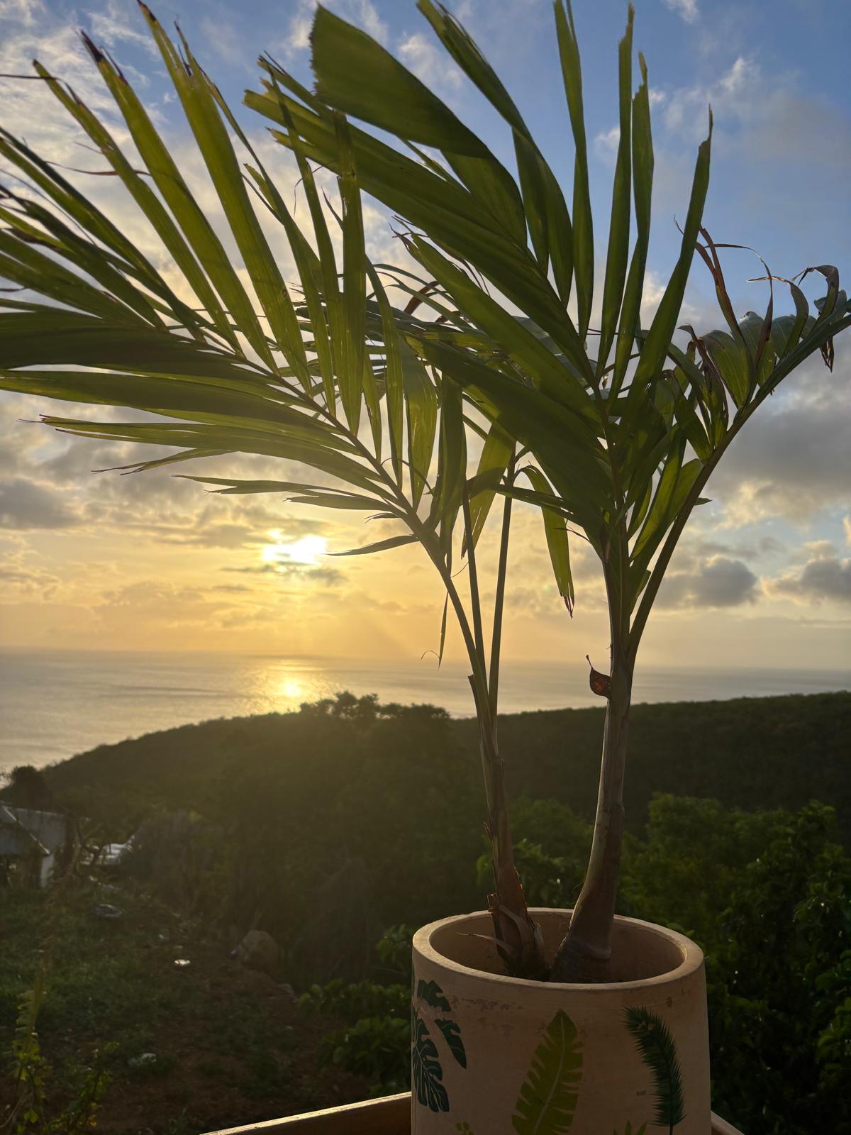 Guadeloupe + Terre de Bas 2026