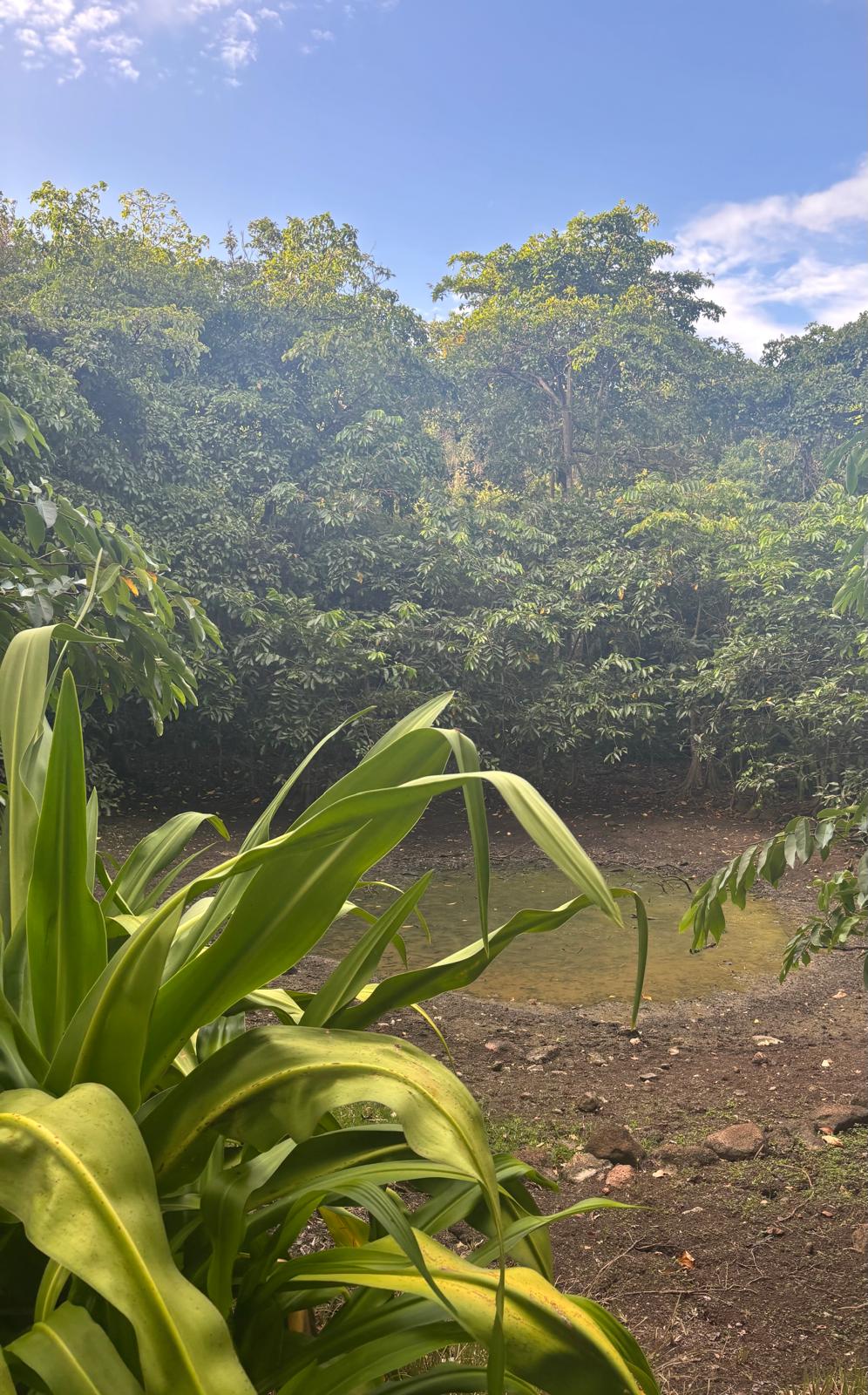 Guadeloupe + Terre de Bas 2026